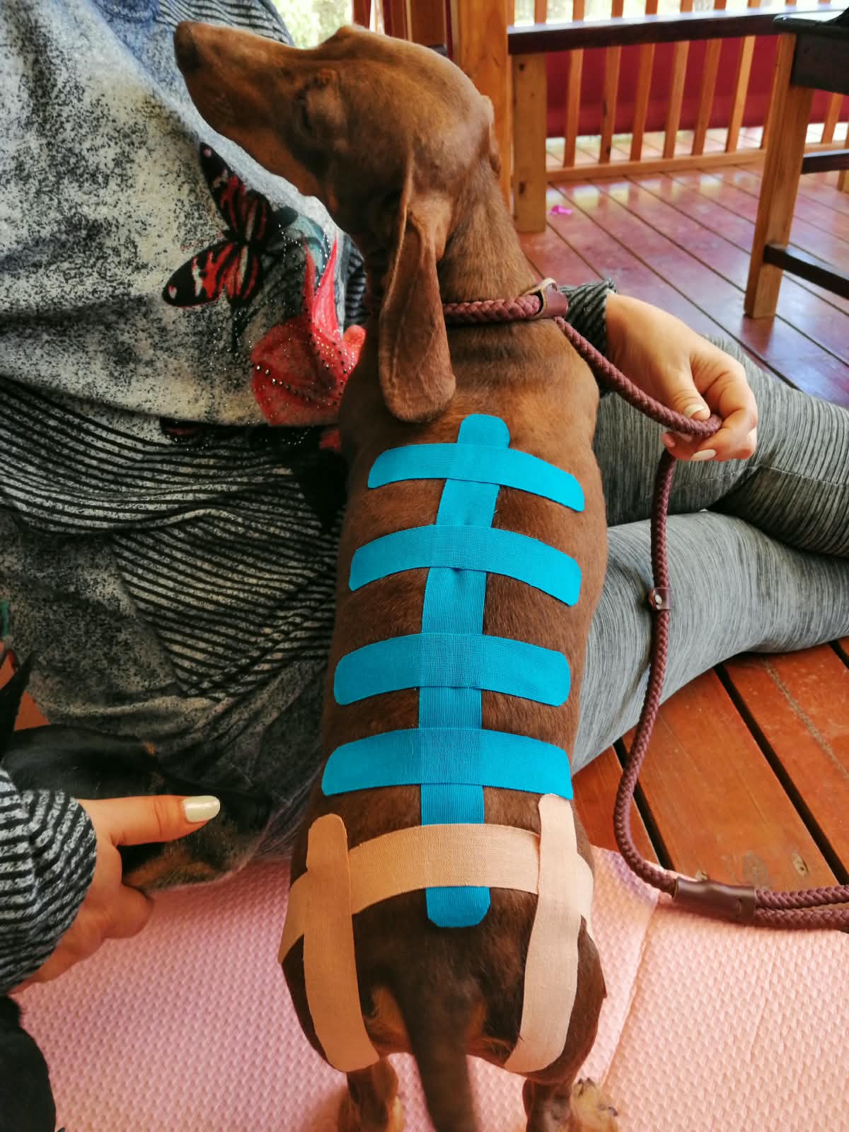 Dachshund with blue and beige kinesiology tape along its back