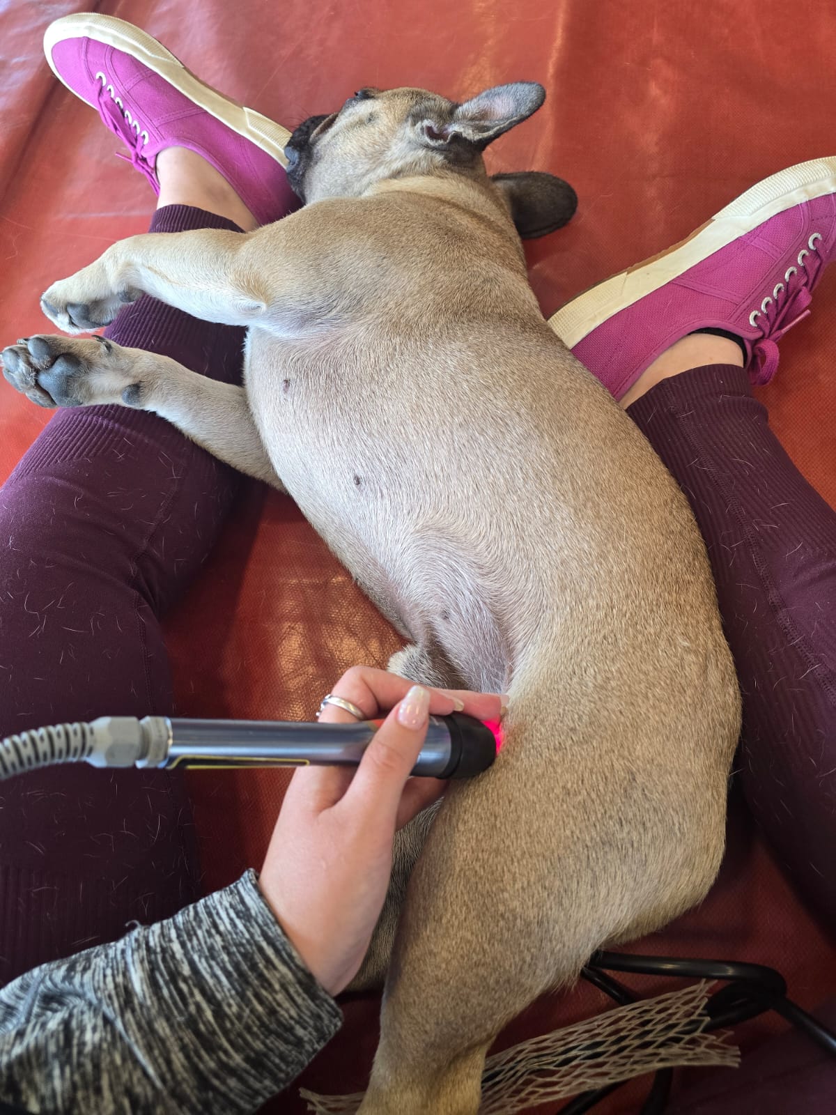 Laser therapy on a French bulldog