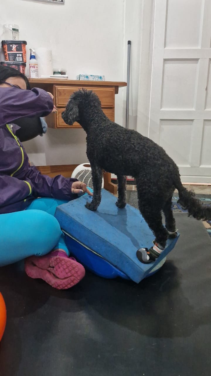Poodle doing proprioception work on a wobble board