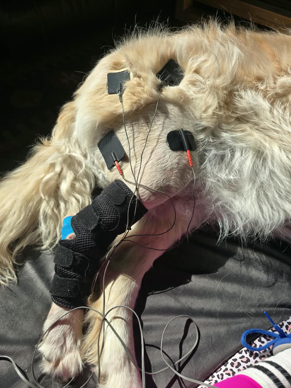Electrical stimulation on a golden retriever