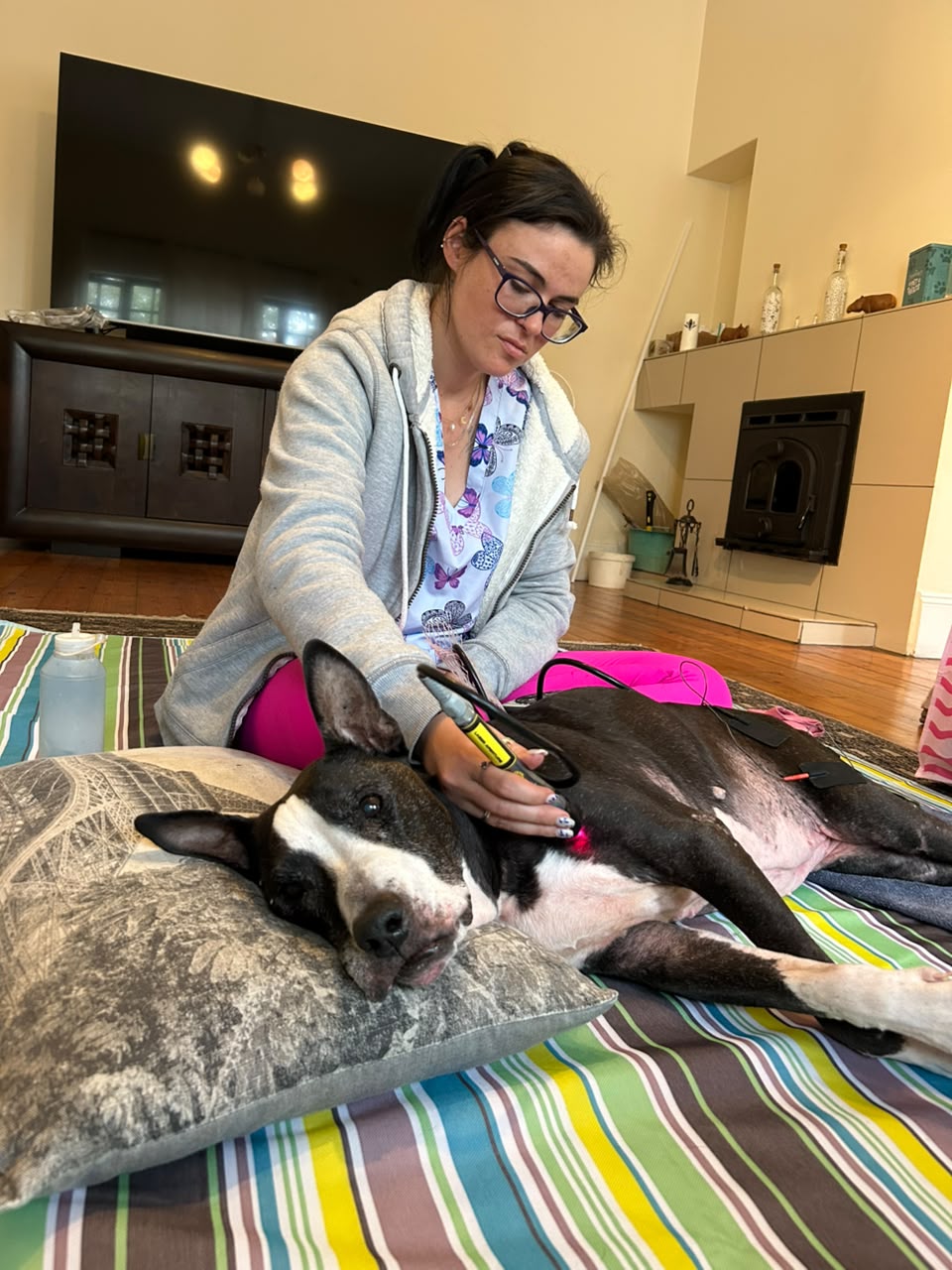 Laser therapy during a dog's home physiotherapy session