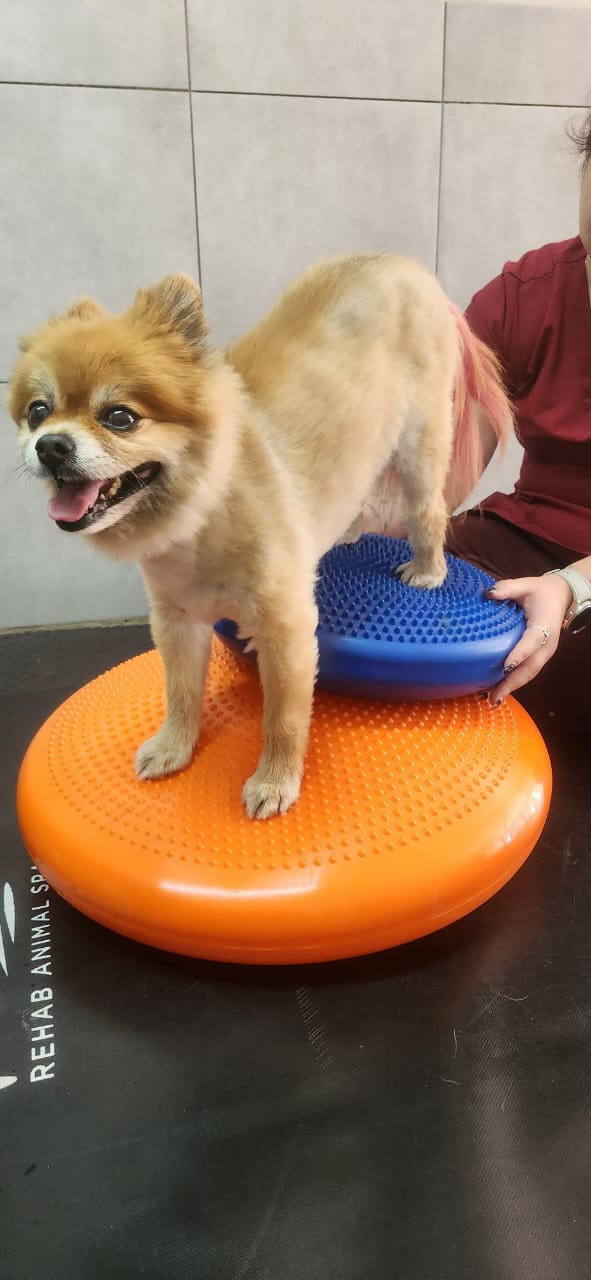 Small dog standing on blue and orange balance cushions