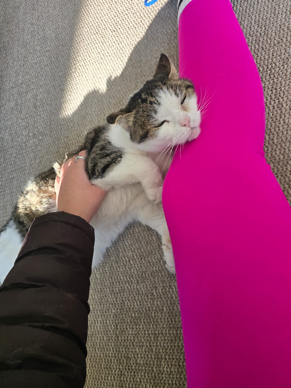 Tabby cat patient