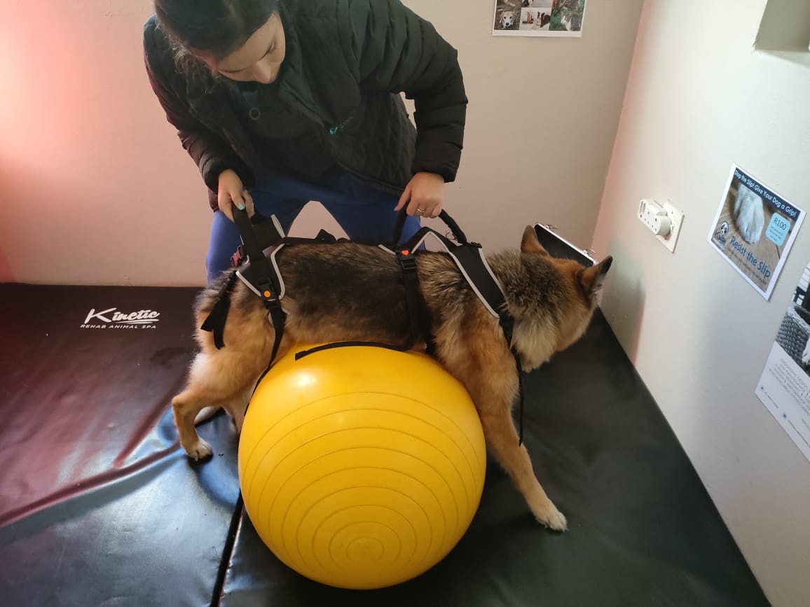 German shepherd supported over a yellow exercise ball