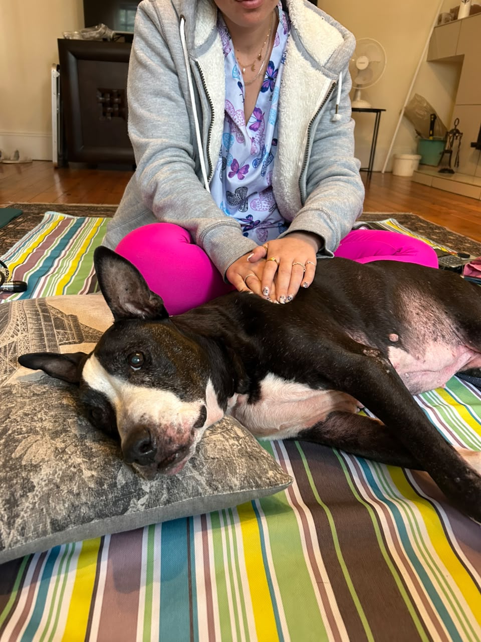 Hands-on treatment with a dog resting on a cushion