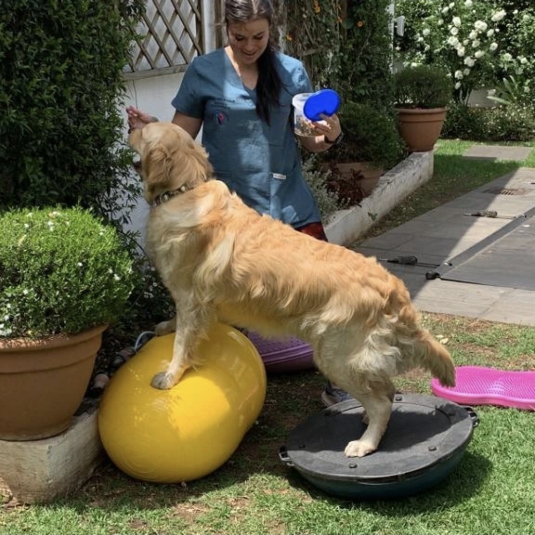 Golden retriever doing balance exercises